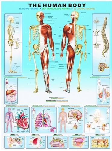 Eurographics Puzzle The Human Body - 1000 Teile