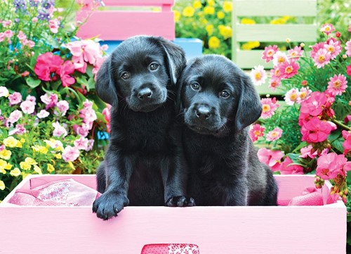 Eurographics Black Labs in Pink Box (500)